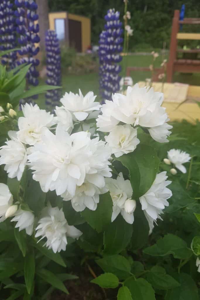 dagi aed Neitsilik ebajasmiin “Minnesota snowflake”